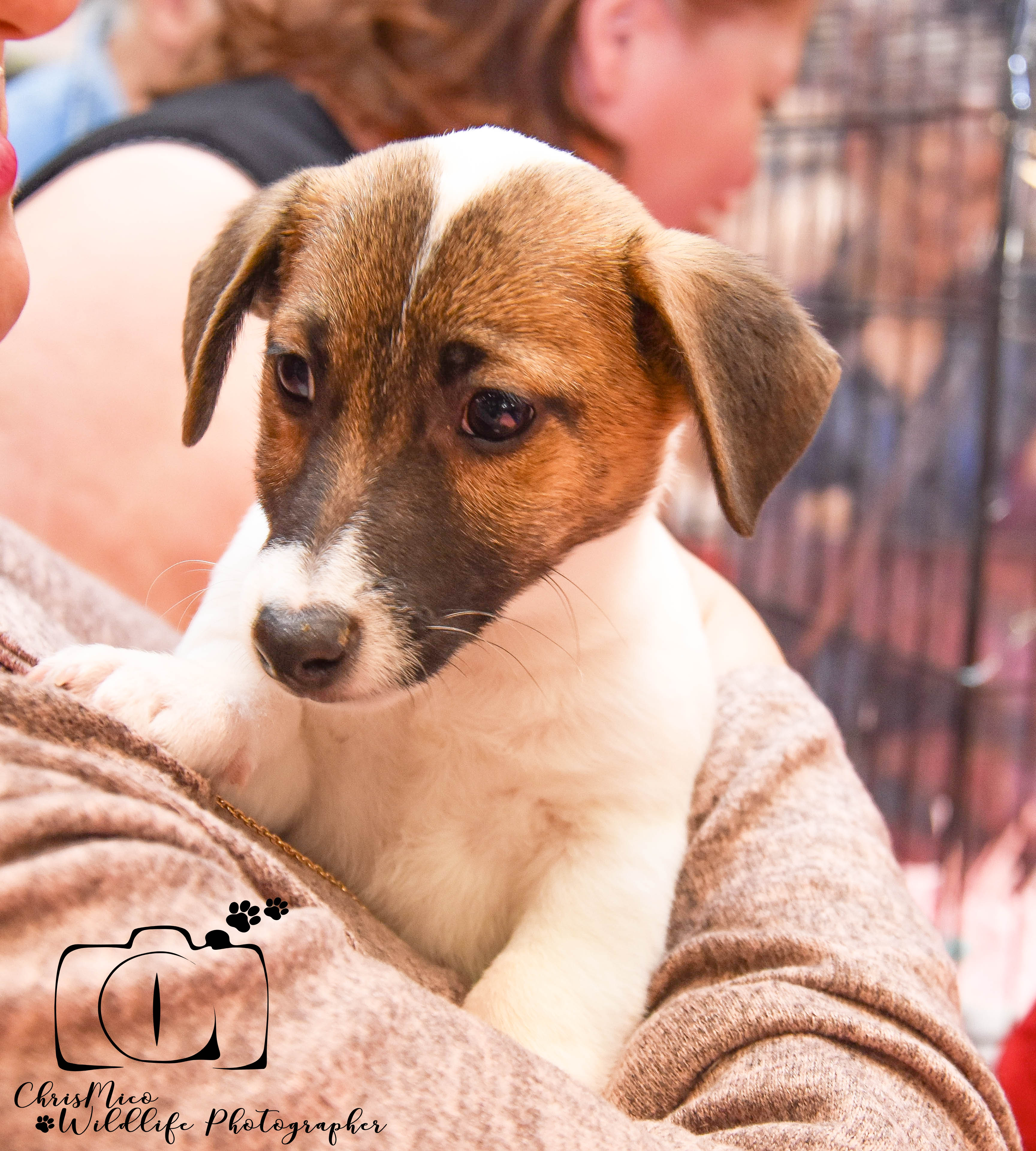 photo chien