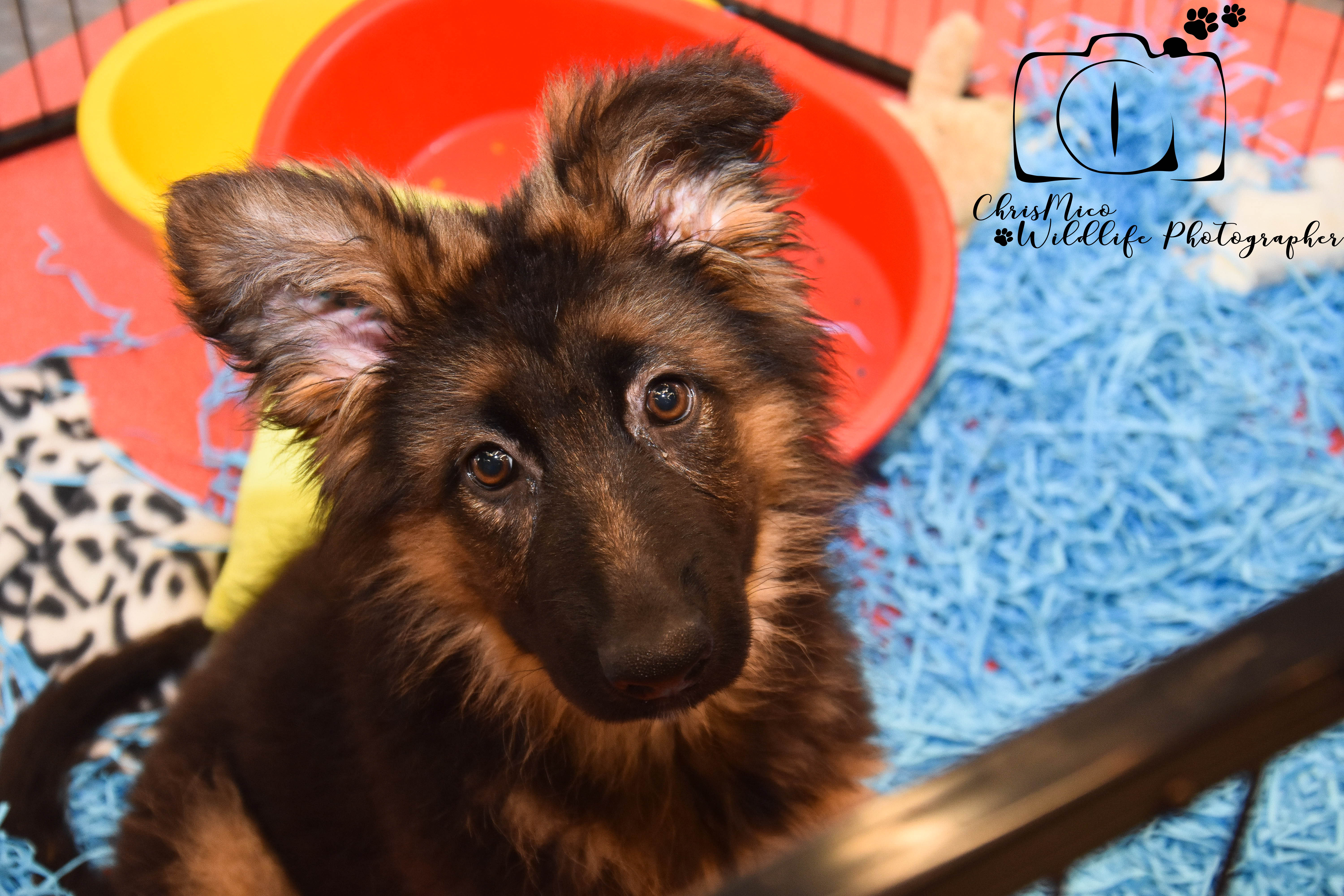 photo chien