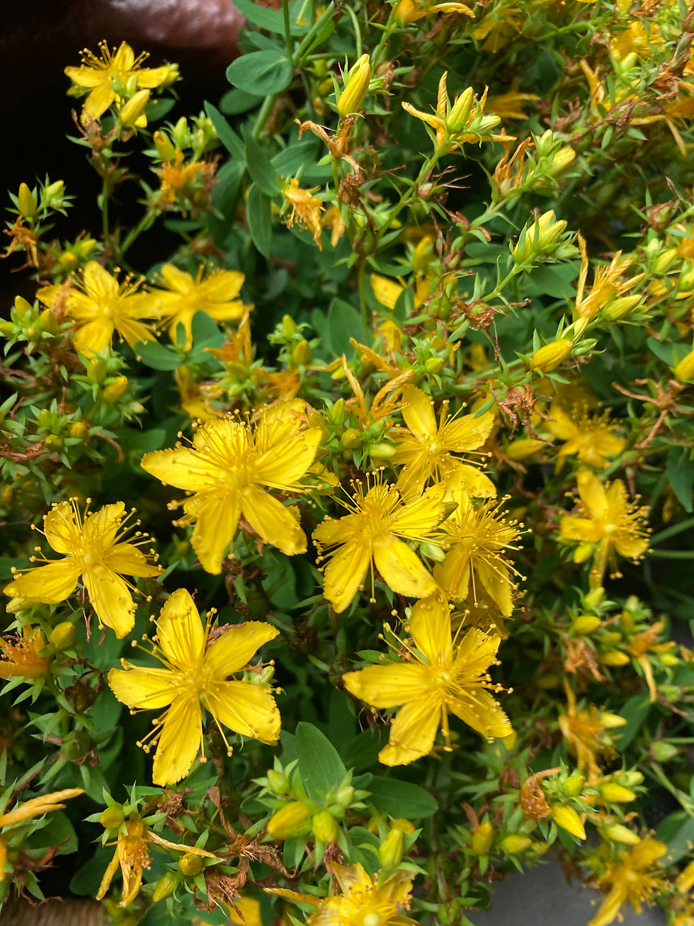Saint John's Wort Oil for Nerve & Spinal Pain