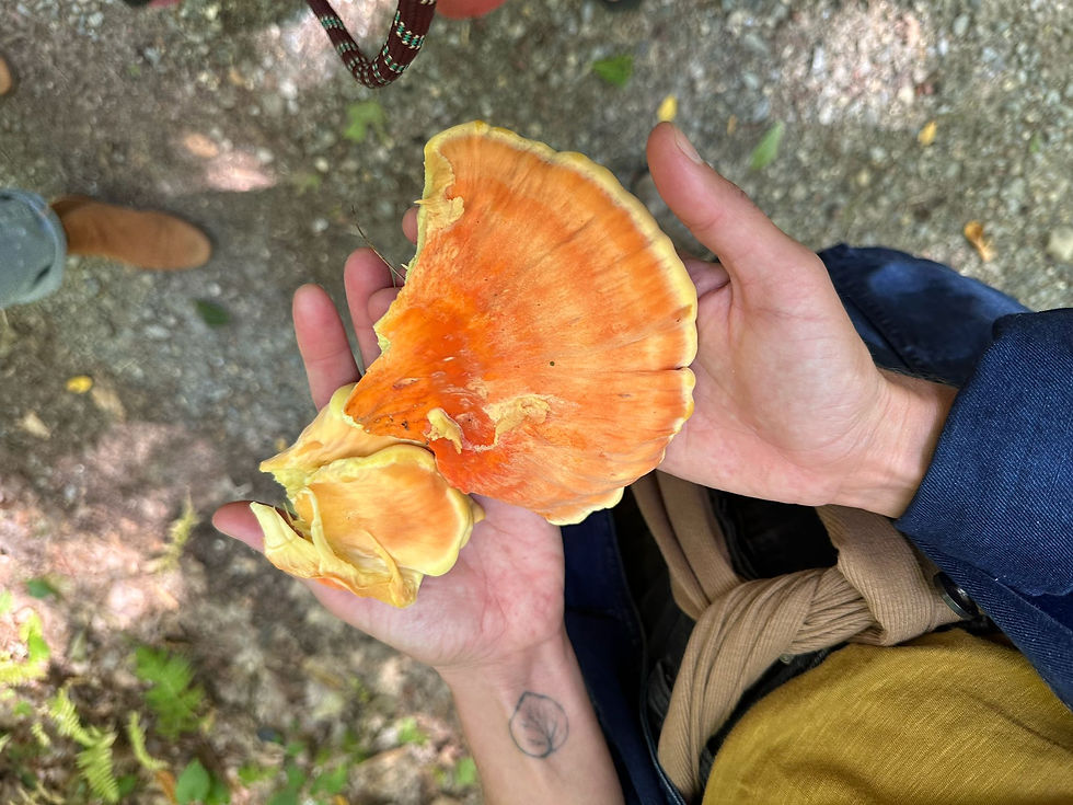 Women Healing Women Healing Earth