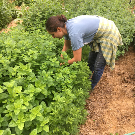 Lemon Balm for Winter Wellness