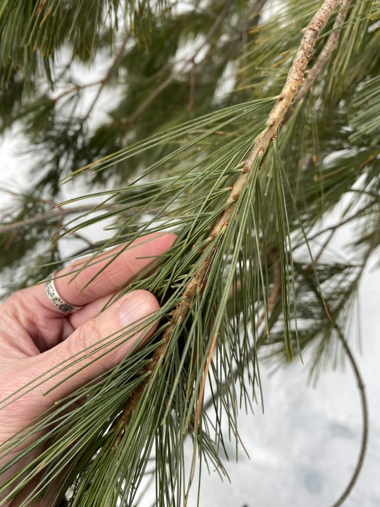 Thumbnail: Pine Forest Oil