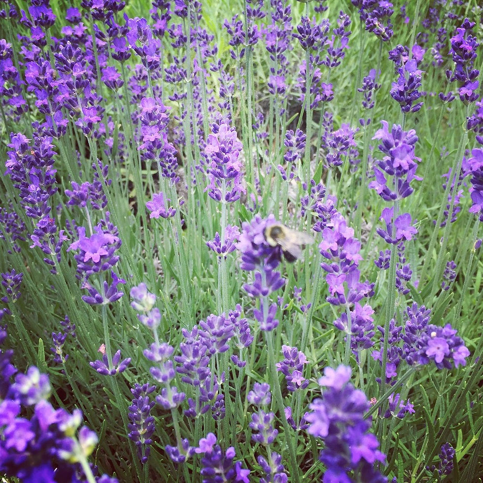 Thumbnail: Lavender Hydrosol