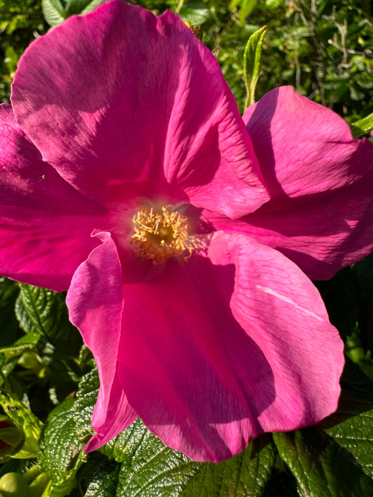 Thumbnail: Rose Body Oil