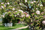 A l'heure du thé sous les pommiers fleuris, la Blanchetière gîte de charme en Normandie Calvados