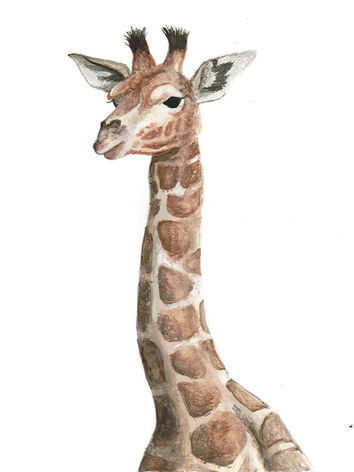 Safari Animals (3).jpeg