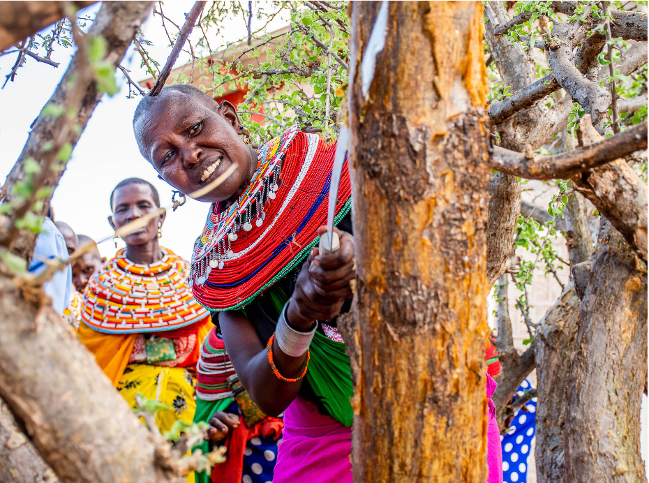 From the margins to markets: Unlocking growth in Kenya’s ASALs