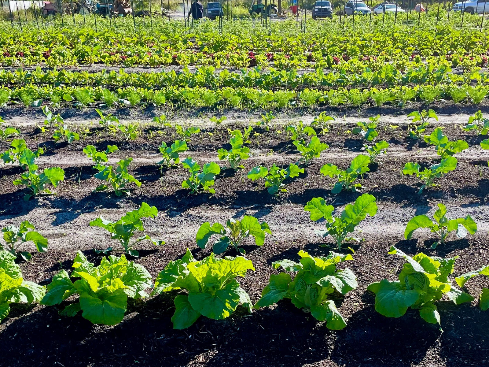 Ye Ole Davis Farms inc