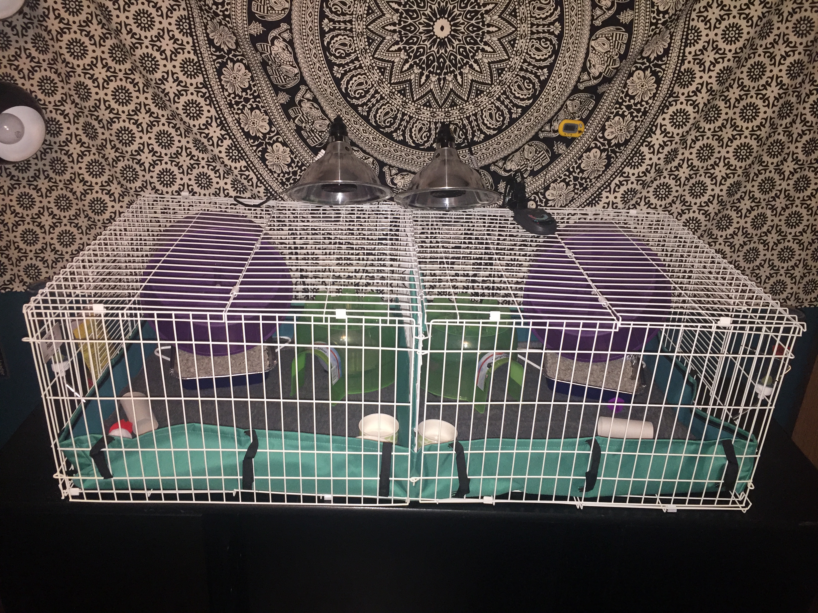 Midwest Guinea Pig Habitat Plus