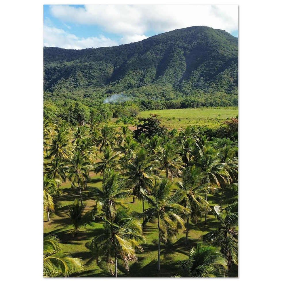 Thumbnail: Tropical Palm Fields | Premium Matte Paper Poster