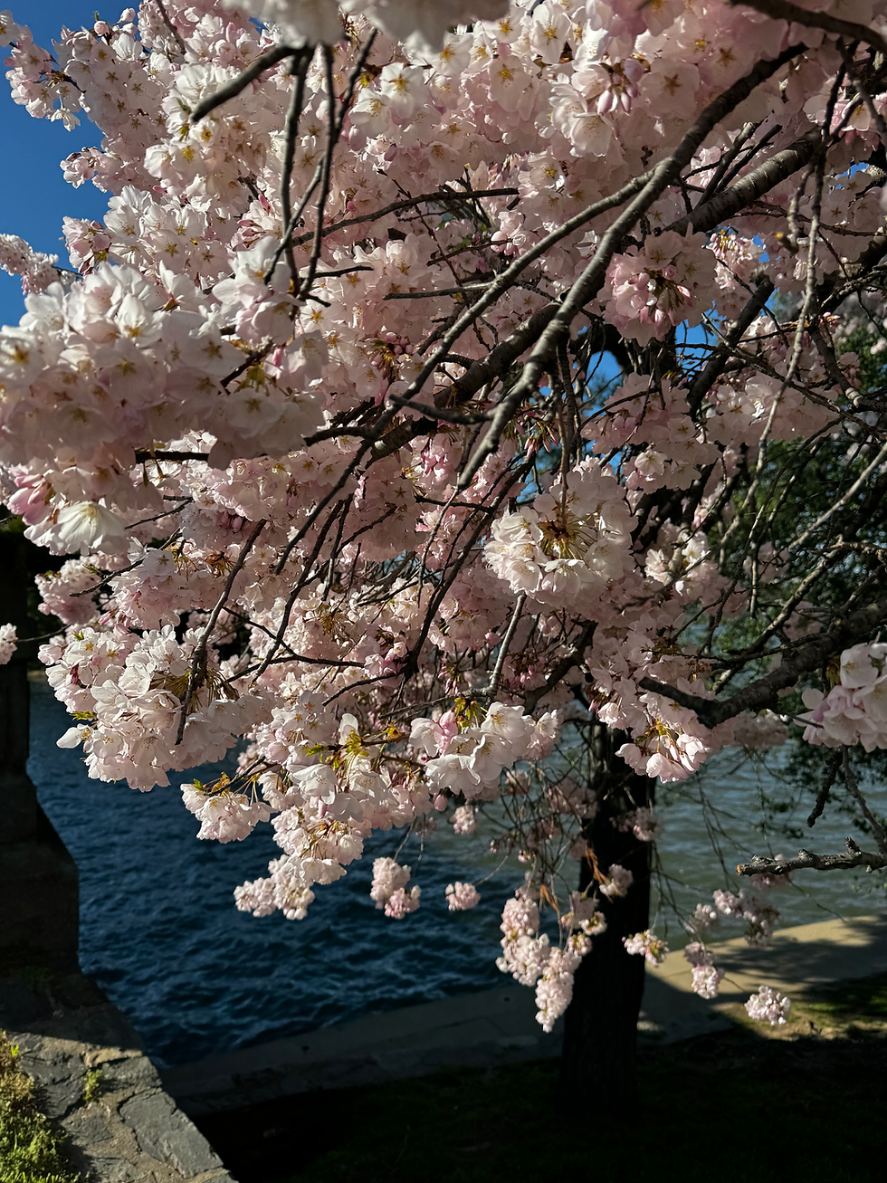 Washington, DC Cherry Blossoms