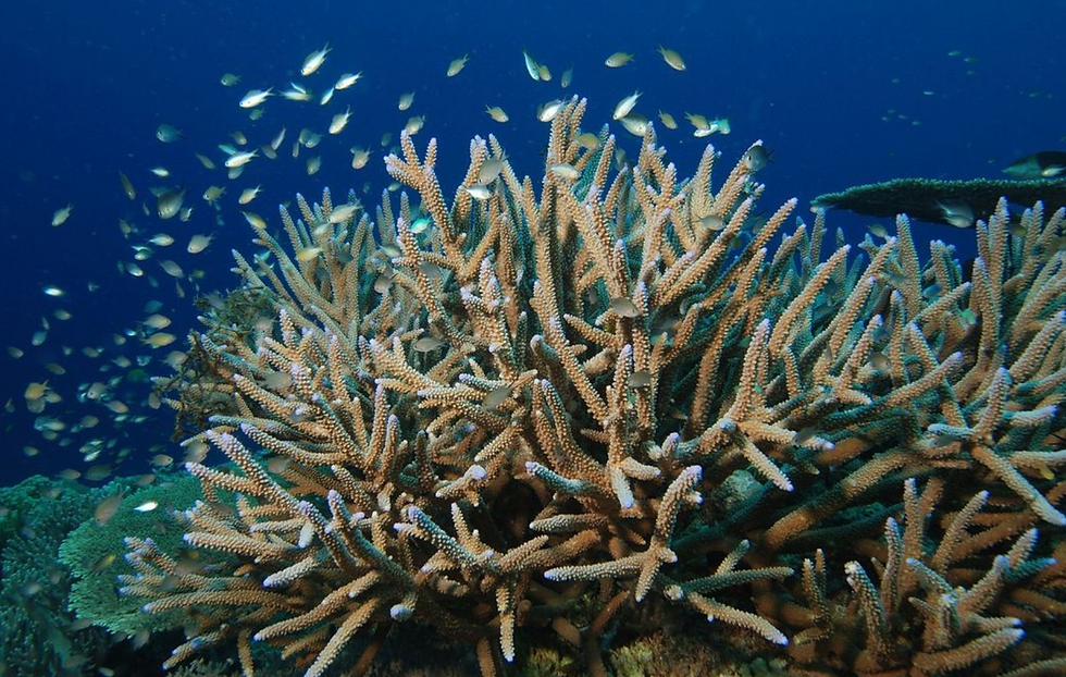 A large, healthy colony of staghorn coral sits brightly lit, fish in the background.