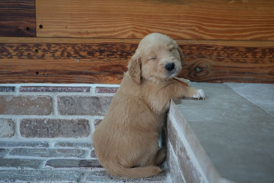  AKC Red Golden Retriever Puppies