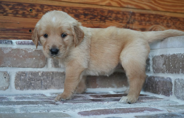  AKC Red Golden Retriever Puppies 