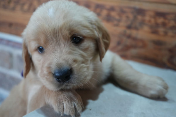  AKC Red Golden Retriever Puppies 