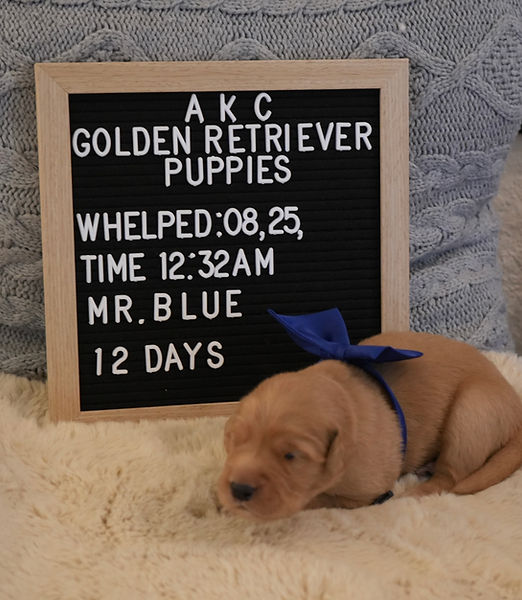  AKC Red Golden Retriever Puppies