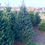 Thumbnail: Picea Pungens Glauca