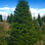 Thumbnail: Abies Pinsapo