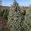 Thumbnail: Picea Pungens Glauca
