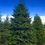 Thumbnail: Abies Pinsapo