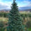 Thumbnail: Abies Lasiocarpa
