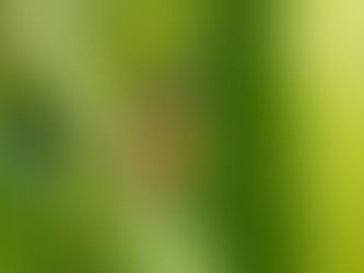 Porthkerry Park from Spring to Autumn: Nature Notes from Porthkerry Wildlife Group