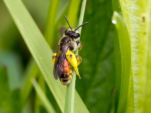 Porthkerry Park from Spring to Autumn: Nature Notes from Porthkerry Wildlife Group