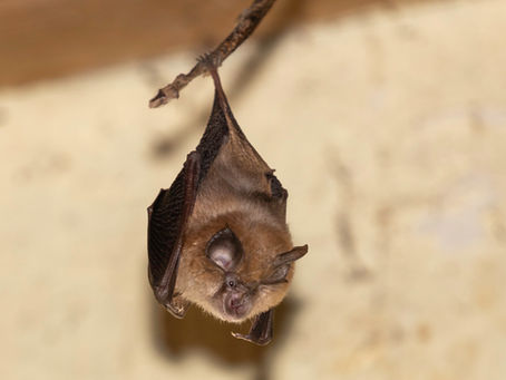 Vale Nature Partnership September 2026 Newsletter