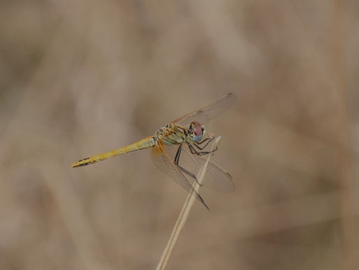 Vale Nature Partnership December 25/ January 2026 Newsletter