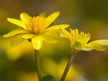 Vale Nature Partnership March 2026 Newsletter