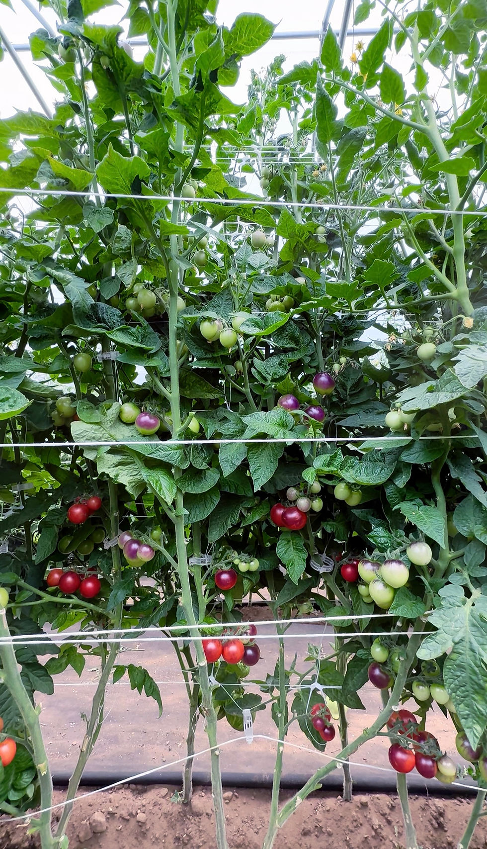 Thumbnail: Dwarf Little Red Corvette - Tomato Seeds (2 Pack Max Per Customer)
