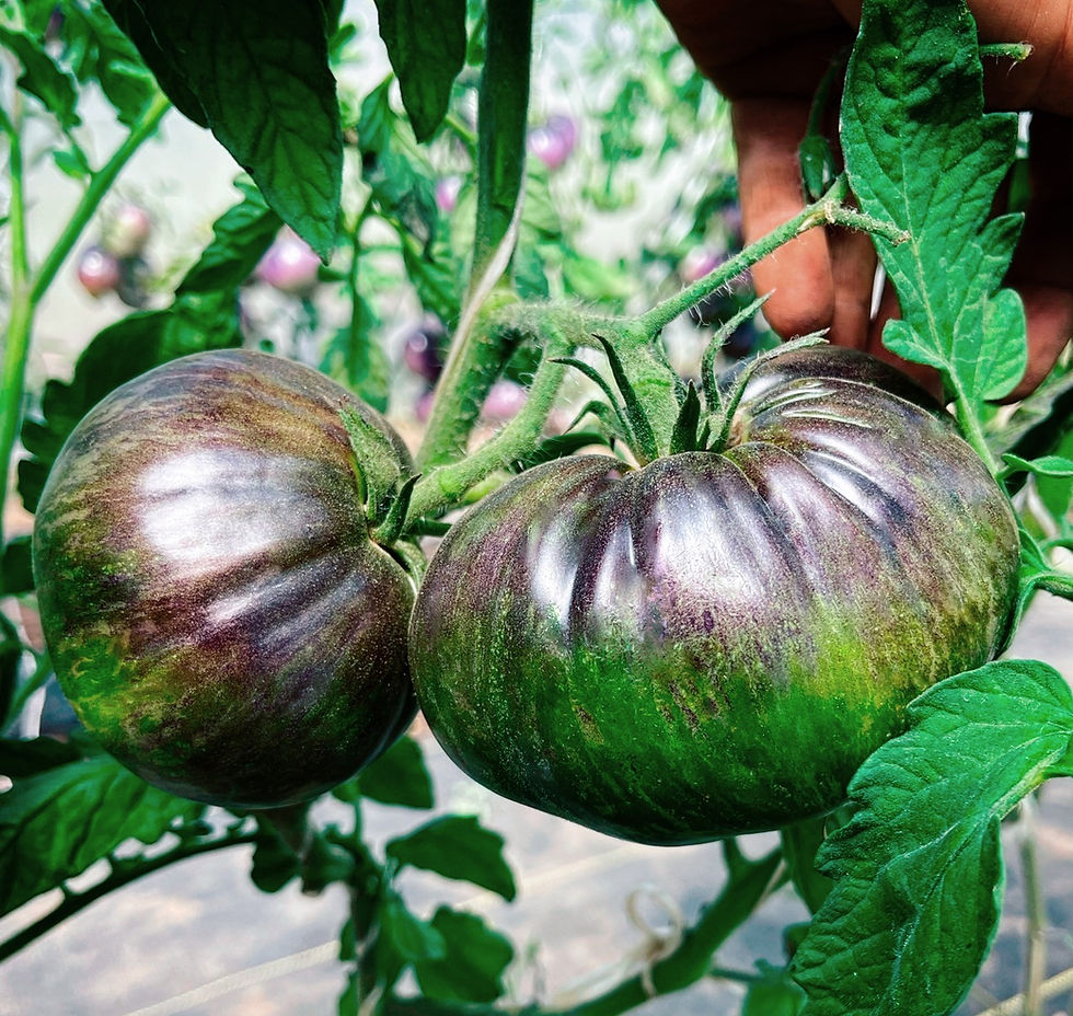 Thumbnail: Blood Moon Tomato Seeds - 2 pack per customer