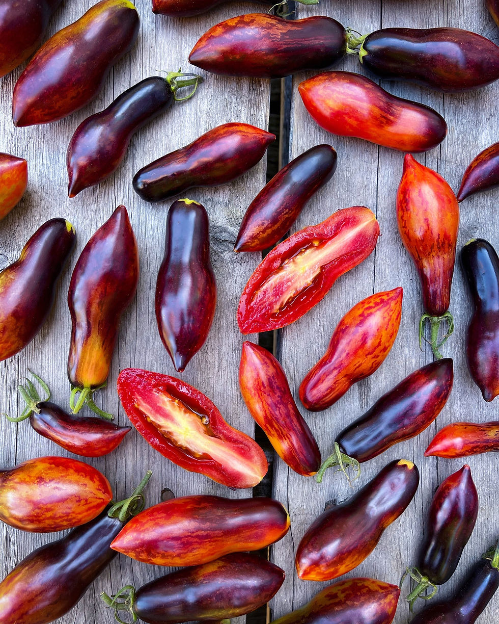 Thumbnail: Dwarf Antho Pink Panther Tomato Seeds - (1 Pack Per Customer)