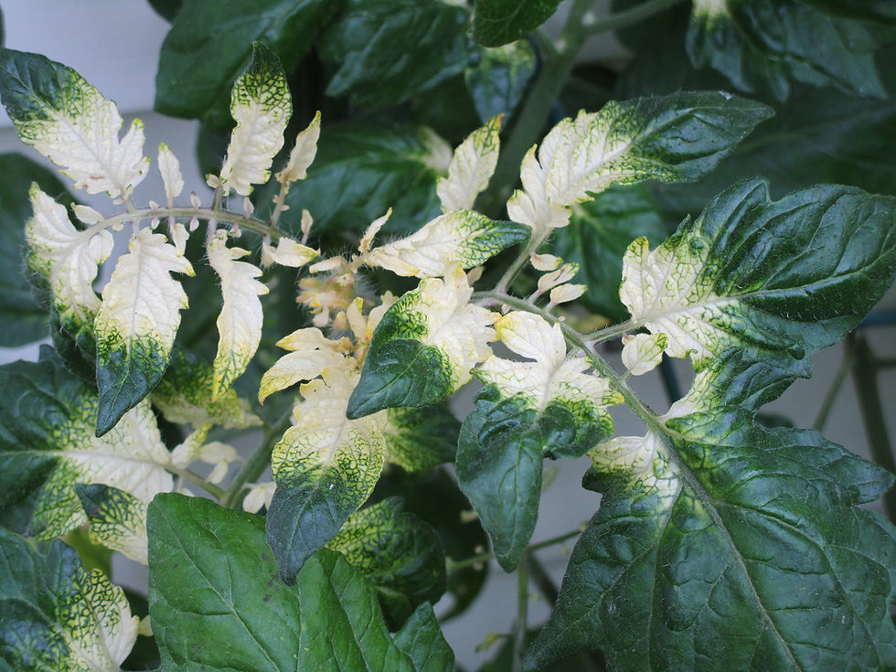 Thumbnail: Moonlight Mile Variegated Tomato Seed - 1 pack per customer