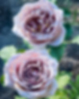 Wedding roses for Sandpoint, Idaho
