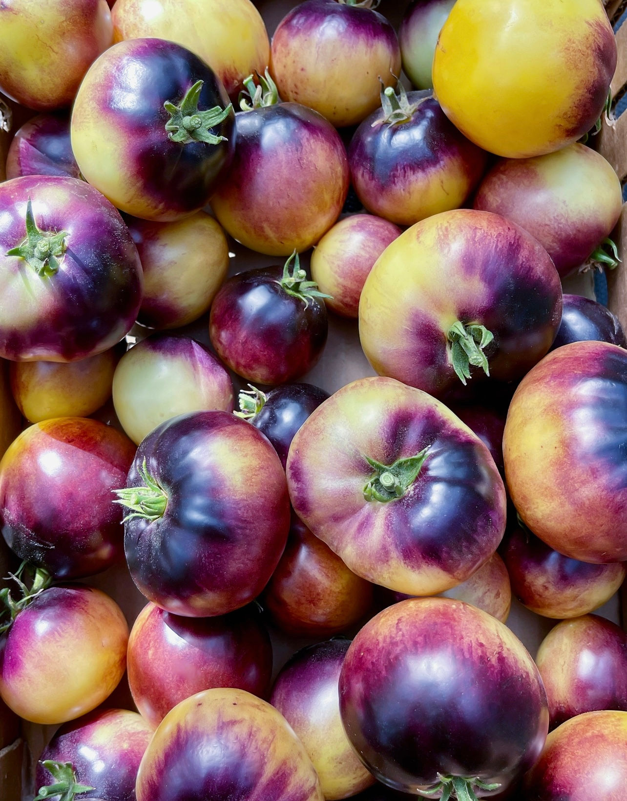 Great White Purple Heirloom Tomato Seeds
