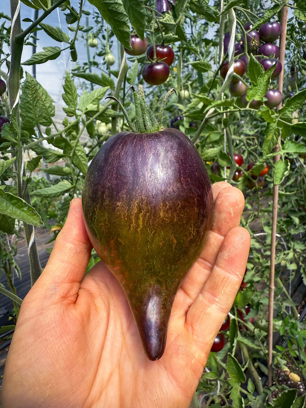 Thumbnail: Elena’s Emerald Caramel - Tomato Seeds (1 Pack Max Per Customer)