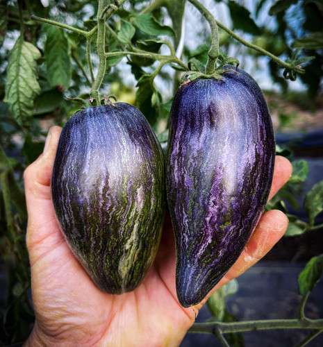 Starfighter Prime V16 Tomato Seeds For Sale | Carmel Bella Farm