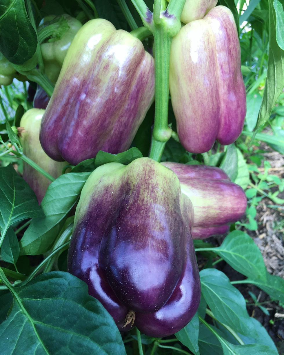 Thumbnail: Blot  Pepper Seeds - 1 Pack Max Per Customer