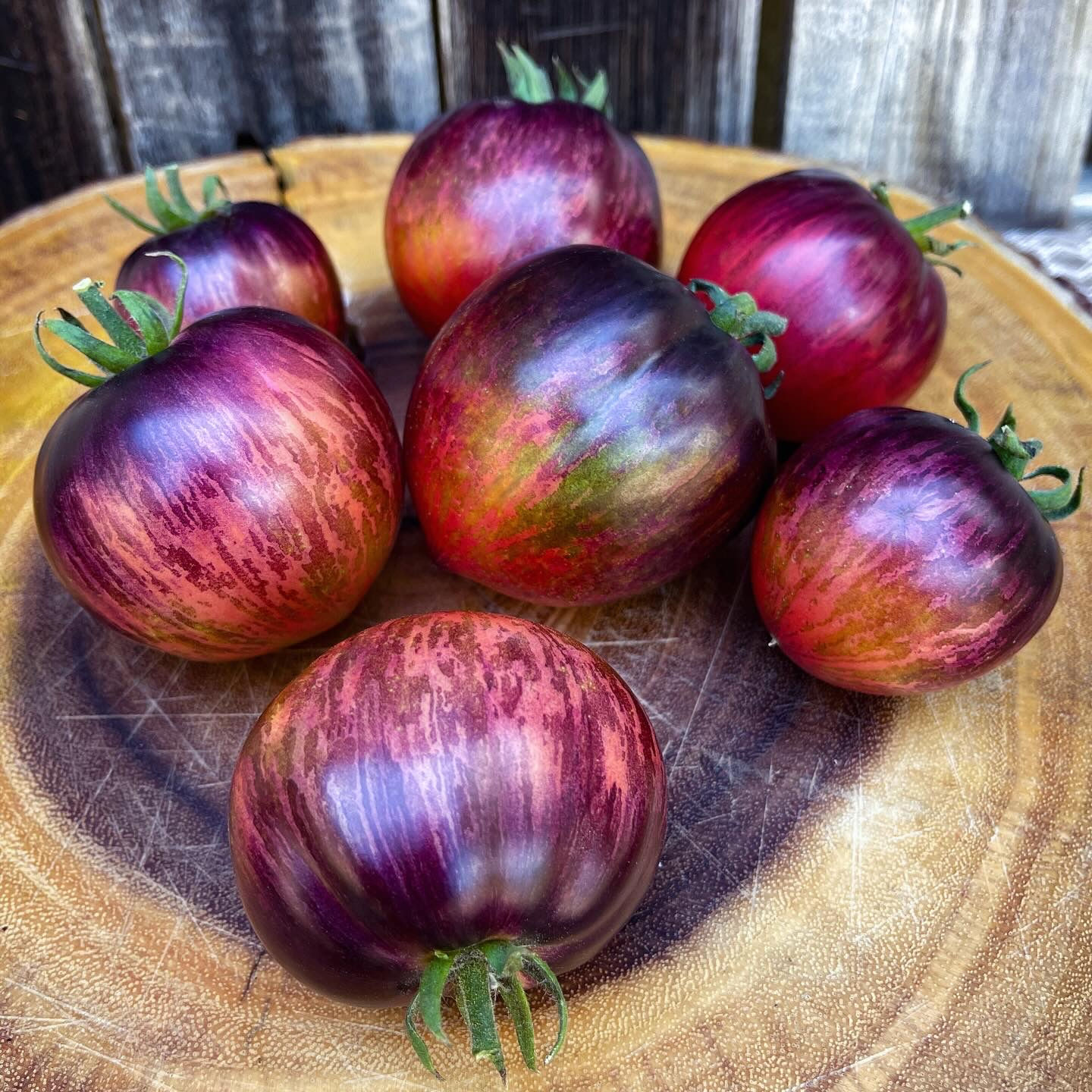 Persuasion Tomato Seeds - 2 pack max per customer