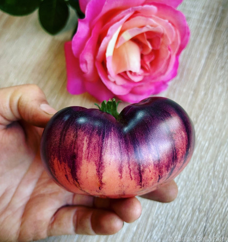 Amethyst Jewel Tomato Seeds For Sale | Carmel Bella Farm