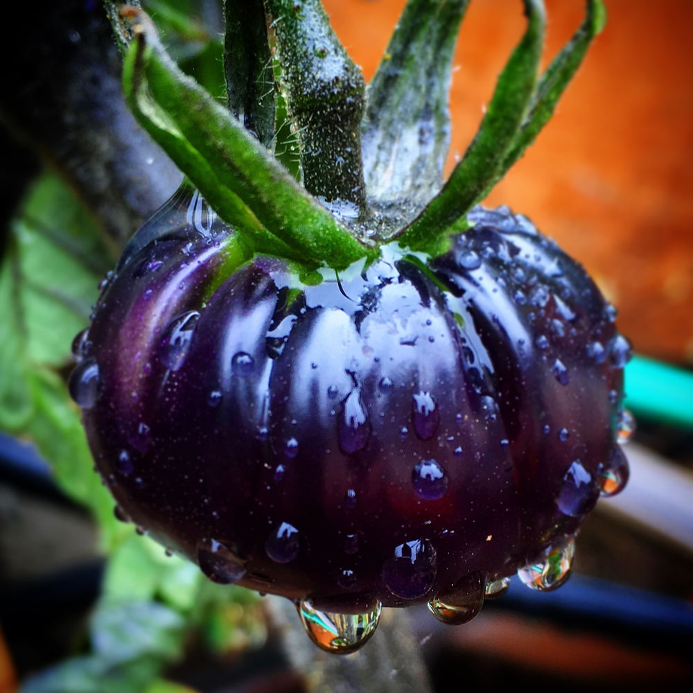Black Beauty Tomato