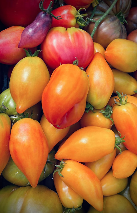 Marina's Praise - Heirloom Tomato Seeds | carmel-bella-farm