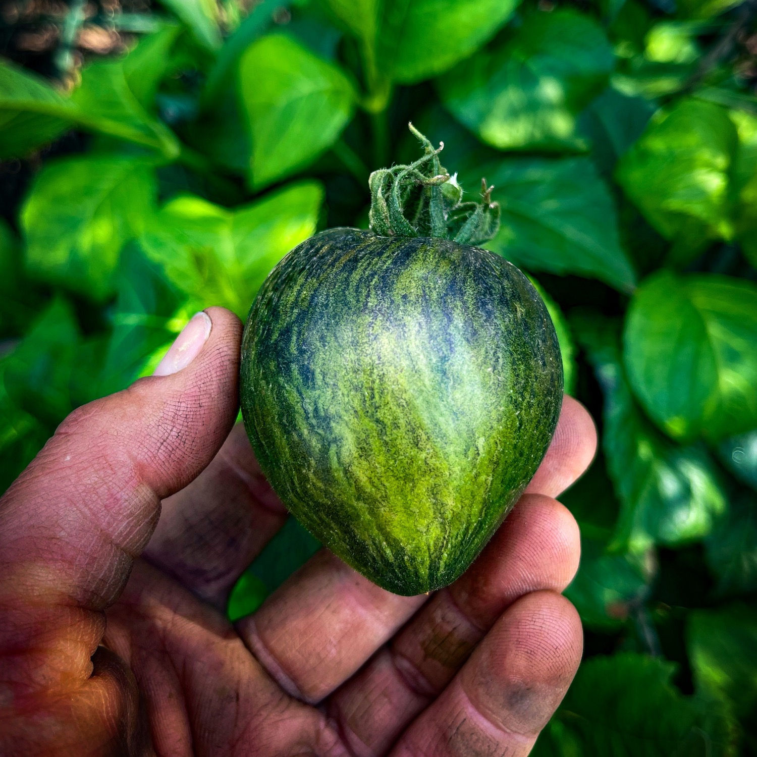 Starfighter Prime VT16 Tomato Seeds - 1 pack max per customer