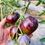 Thumbnail: Blue Zebra Heirloom Tomato Seeds - 1 pack max per customer