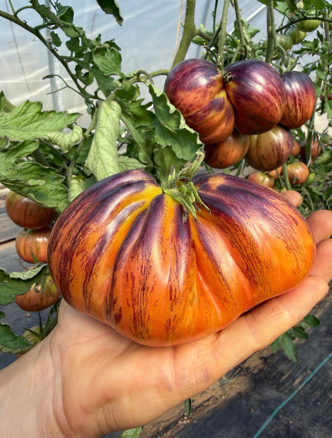 Fire Turban Tomato Seeds - 1 pack max per customer