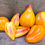 Thumbnail: Golden Mountains of Medio - Heirloom Tomato Seeds (1 pack per customer)