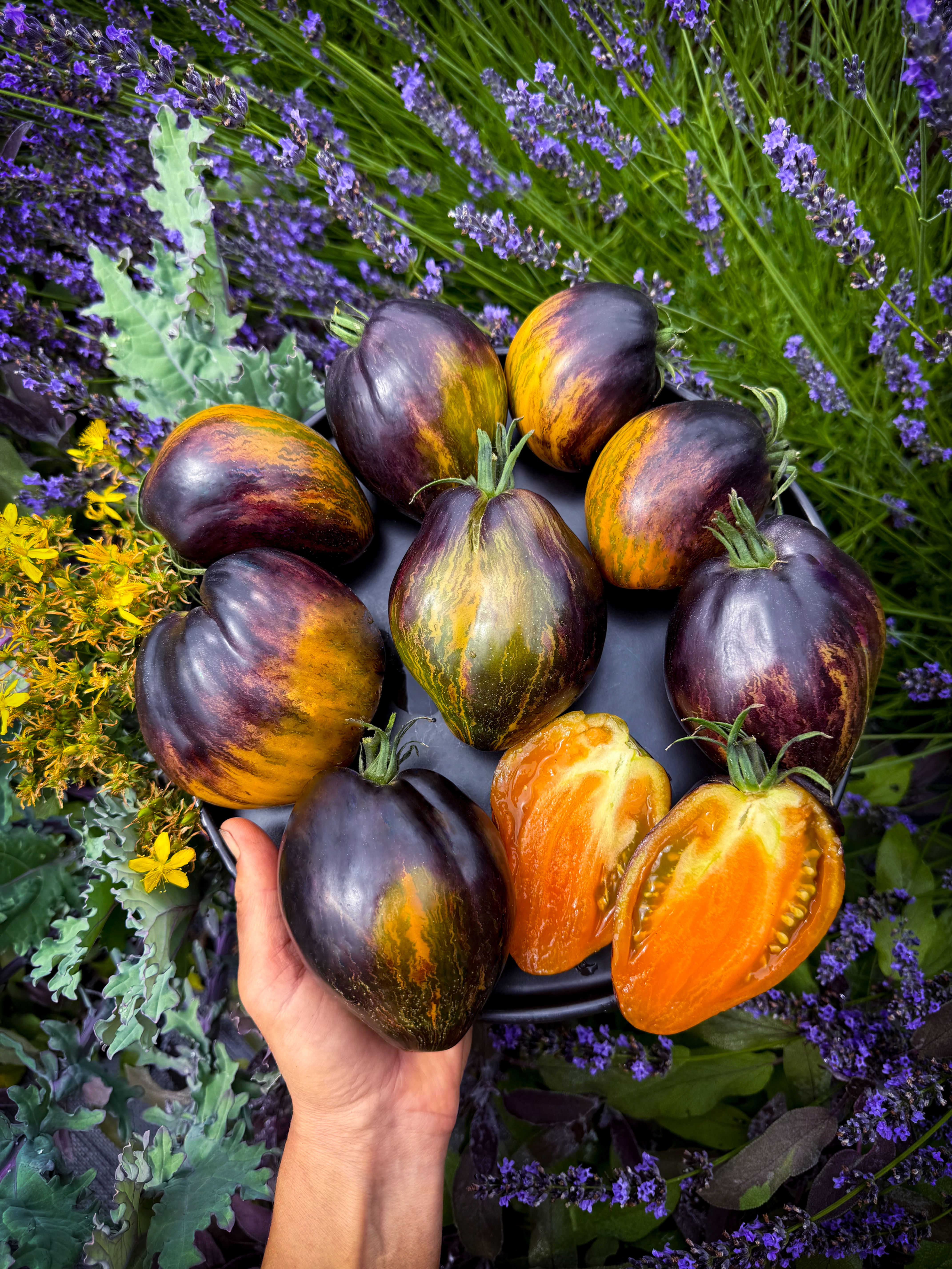 Ochre Veil - Tomato Seeds (1 Pack Max Per Customer)