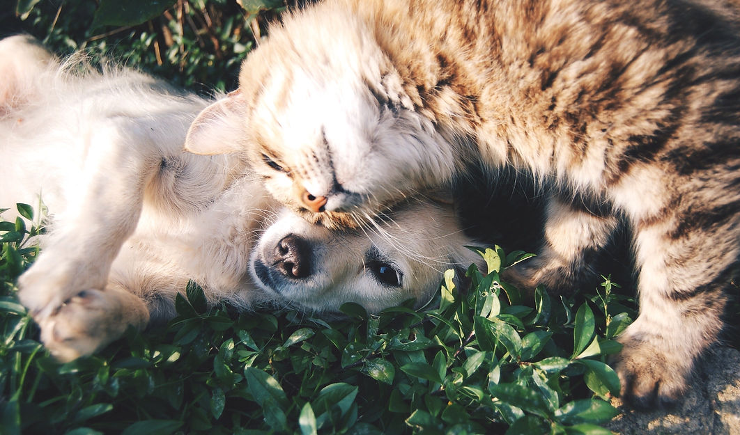 pexels-snapwire-46024_edited.jpg