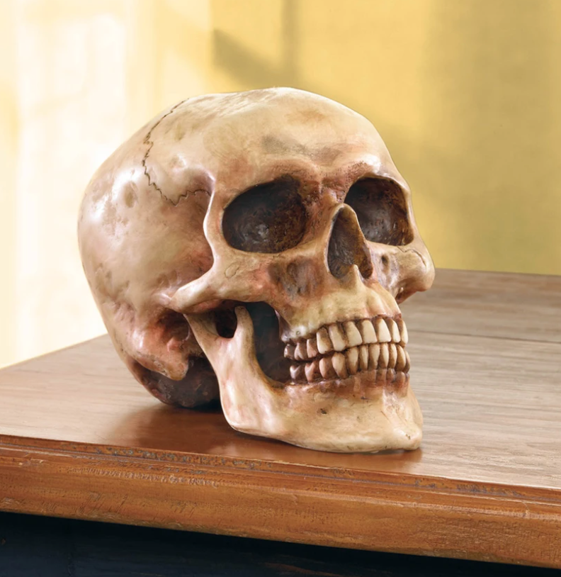Realistic skull decoration on table top